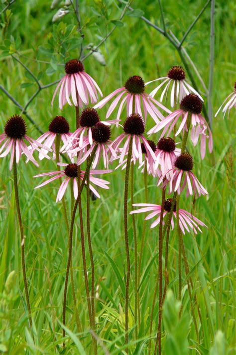 Plants for Monarch Butterflies | Prairie Nursery