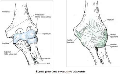 Elbow And Radioulnar Joints And Their Control Flashcards Quizlet