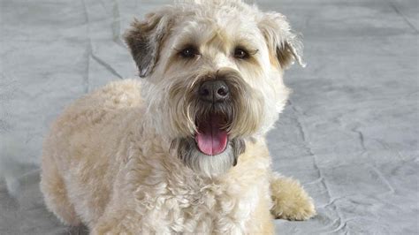 Soft coated wheaten terrier - qleroflash