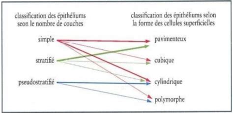 Les épithéliums de revêtement Cartes Quizlet