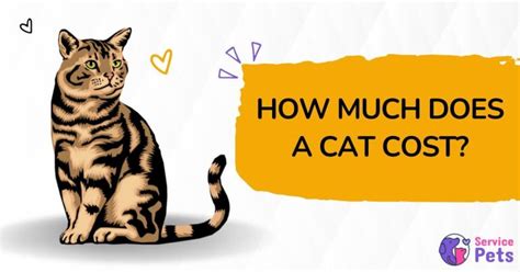 How Much Does A Cat Cost Complete Expense Breakdown Service Pets