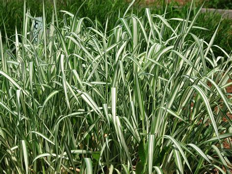 Phalaris Aquatica