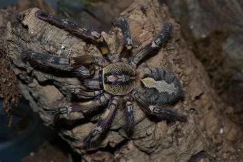P. Ornata by Ranty72 on DeviantArt