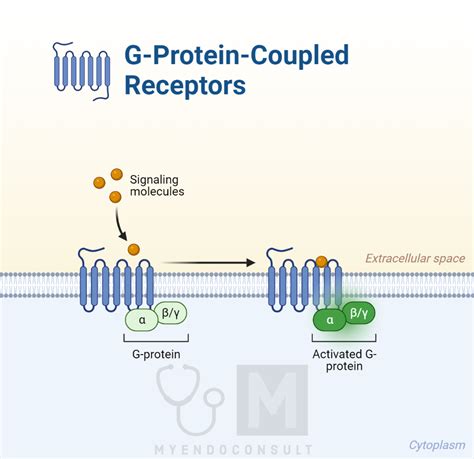 Types Of Hormone Receptors My Endo Consult