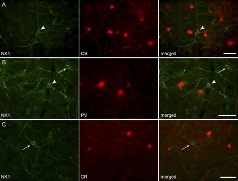 Co Localization Between Nk1 Receptor And Calcium Binding Proteins In