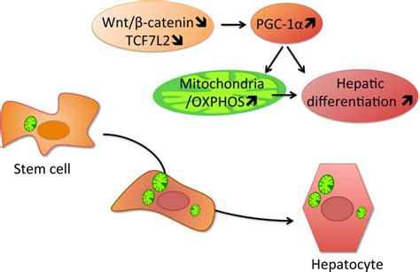 Whats The Stem Cells Buzz This Week Hepatic Differentiation