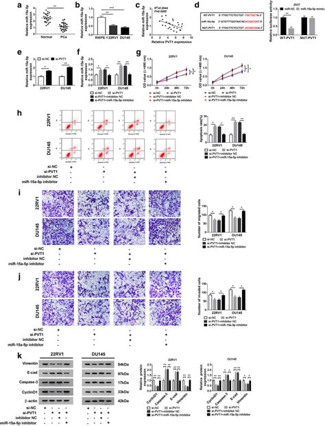 Mir A P Was A Target Of Pvt And Mir A P Inhibition Reversed The