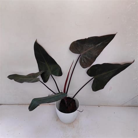 Philodendron Black Majesty Nurserybuy