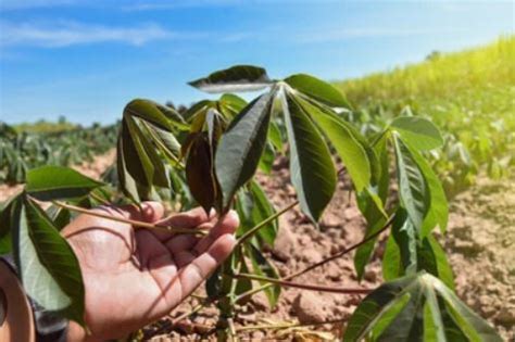 Advancing Sustainable Agriculture Ingredion Introduces CMD Resistant