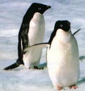 MARIGUARI: PINGÜINO DE ADELIA (Pygoscelis adeliae)