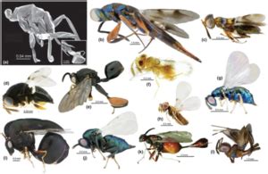 Collection methods and identification of parasitic wasps, with special ...