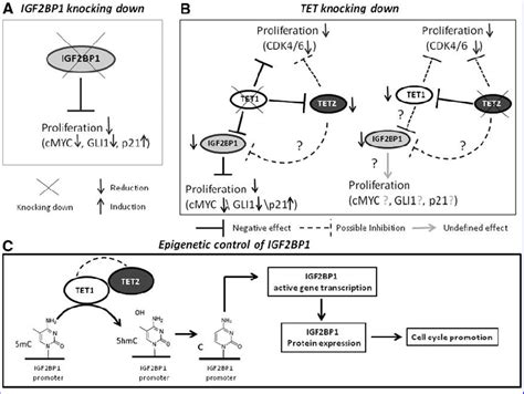 Schematic Summary Of The Results Obtained In This Study A Igf2bp1