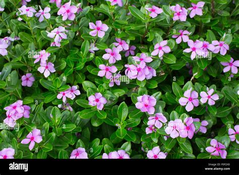 Madagascar Or Periwinkle Or Vinca Flower Catharanthus Roseus Stock