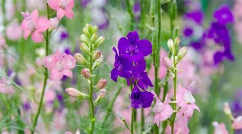 How to Plant, Grow, and Care For Larkspur Flowers in 2023 | Larkspur ...