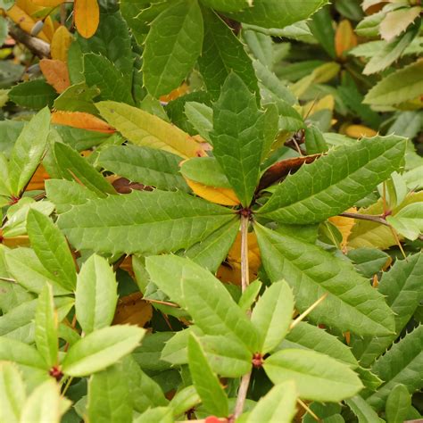 Conifers and deciduous trees