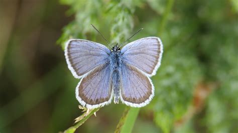 Silver-studded Blue - Thames Basin Heaths