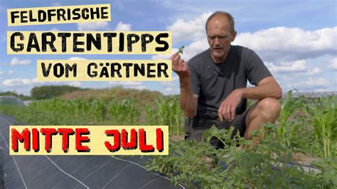 Gartenarbeiten Mitte Juli Tomaten Direkt Auf Dem Feld Wachsen Lassen