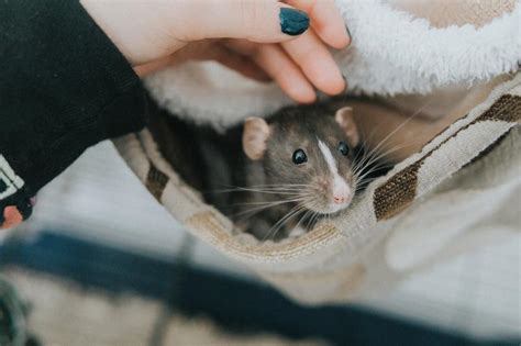 Wild Rats Are Not Like Pet Rats, & You Shouldn't Try to Keep Them | LoveToKnow Pets