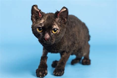 Rescue Cat Makes Remarkable Recovery After Suffering Severe Burns