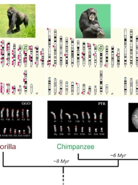 Human Ape Evolution Tree