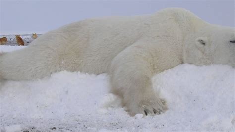 Polar Bears:Climate Change Is A Bigger Threat Than Trophy Hunting ...