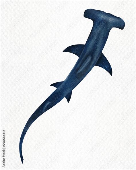 Hand Drawn Watercolor Hammerhead Shark Illustration Isolated On White