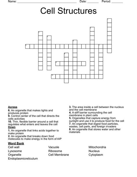 Cell Structures Crossword Wordmint