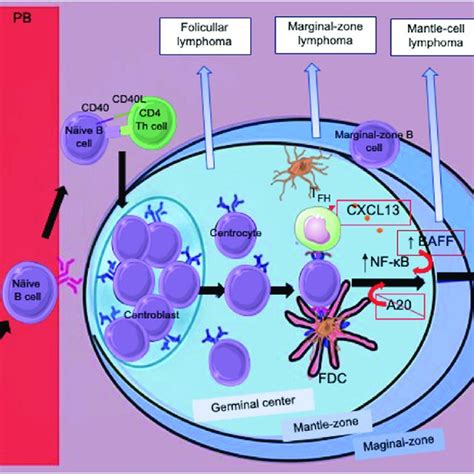 Stages of B cell maturation and activation. Also, some lymphoma ...