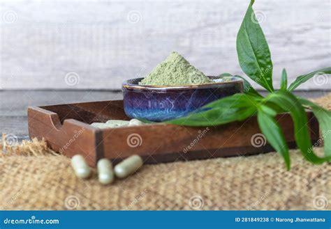 Andrographis Paniculata Extract Powder In Ceramic Bowl Stock Photo