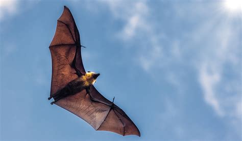 Bats | Good Natured
