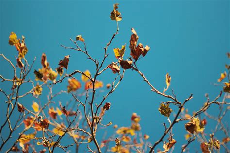 Free Images Tree Nature Branch Blossom Sky Sunlight Leaf Flower Spring Autumn Botany