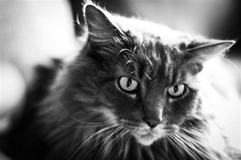 Four Legged Friends on Behance