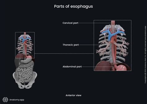 Parts of esophagus | Anatomy.app