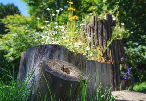 Ideen Baumstumpf Im Garten Versch Nern Raffaela Felicitas