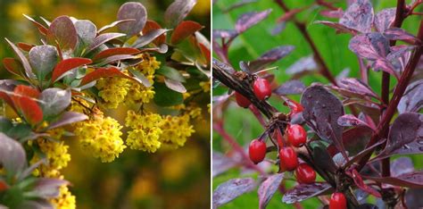 Berberis épine Vinette Planter Tailler Et Entretenir Blog