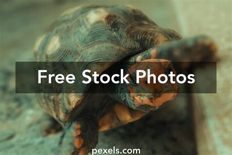 head mang      head mang stock  hd images