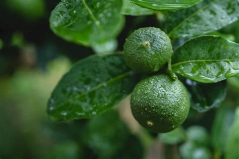 Premium Photo Close Up Of Wet Green Leaves