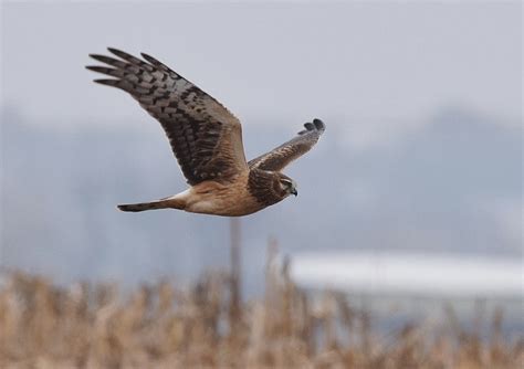 9 Species of Hawks in Ohio (With Pictures & Info) - Optics Mag