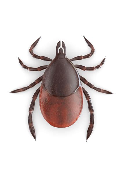 Tick Insect Png Transparent Image Download Size 425x600px