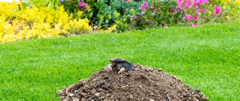 Exploring the Feeding Habits of Moles for Effective Control