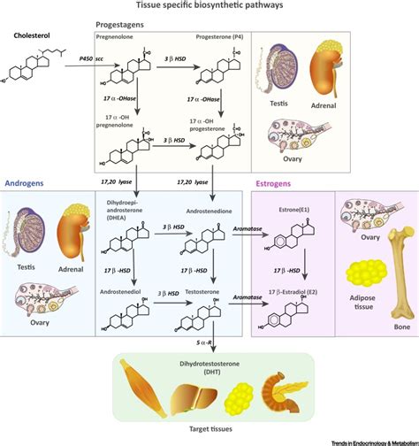 Role of Sex Steroids in β Cell Function Growth and Survival Trends in Endocrinology Metabolism