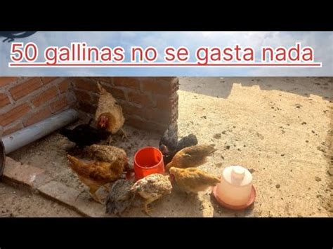 Quiero Empezar A Criar 50 Gallinas Pero No Tengo Mucho Dinero Se