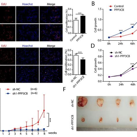 PPP3CB promotes G401 cell proliferation. (A,C) Growth of G401 stable ...