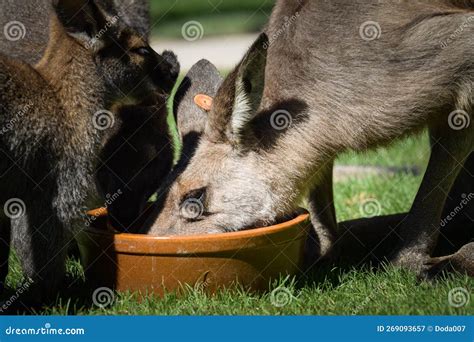 Australian Kangaroo is in the Zoo Habitat Stock Image - Image of place ...