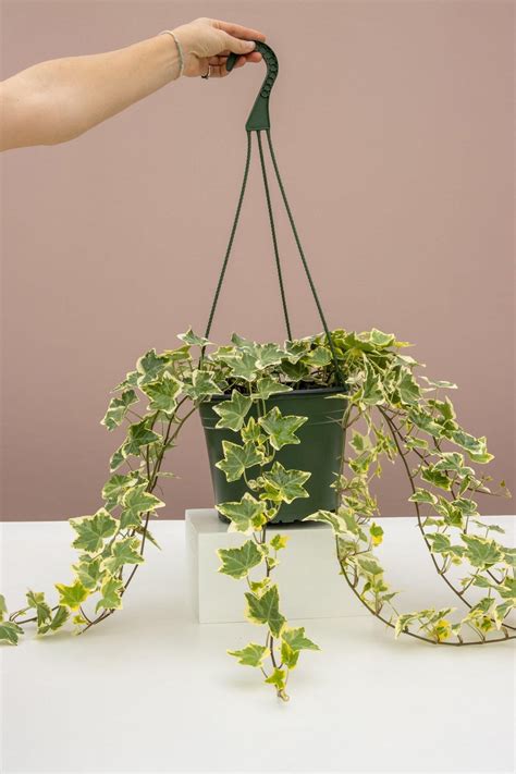 English Ivy Gold Child English Ivy Ivy Plant Indoor Plants For