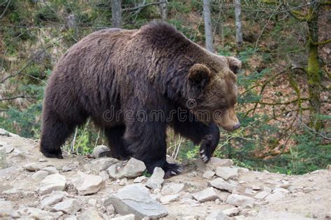 Braunb r Der Entlang Den Wald Geht Stockfoto Bild von leistungsfähig