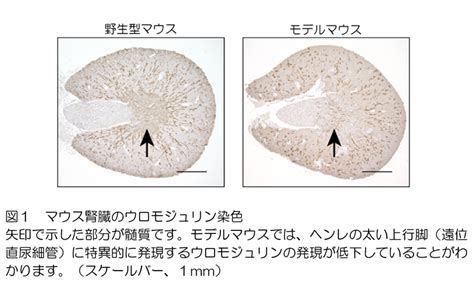 News&Topics/新潟大学医学部医学科