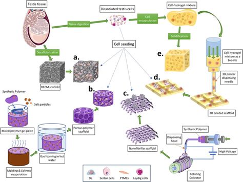 Schematic Summary Of Scaffolding Approaches Used For Testis Cell