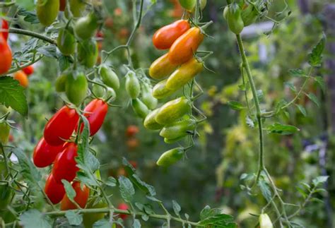 Welche Tomatensorten F Rs Freiland Liste Vorteile Der Richtigen Tomaten