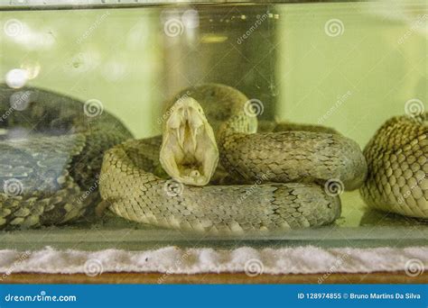 Brazilian snake stock image. Image of copy, crawling - 128974855